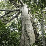 L'Amazonie abrite 10% de la biodiversité de la planète (archives). KEYSTONE/EPA/Raphael Alves